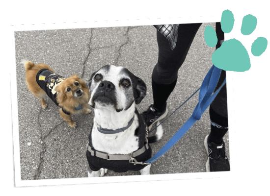 2 dogs together with a person