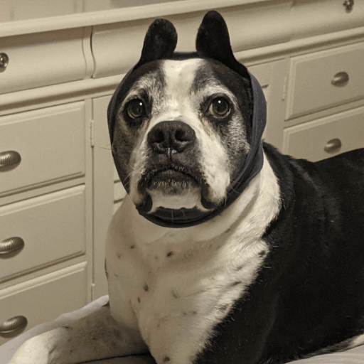 Dog wearing ear muff