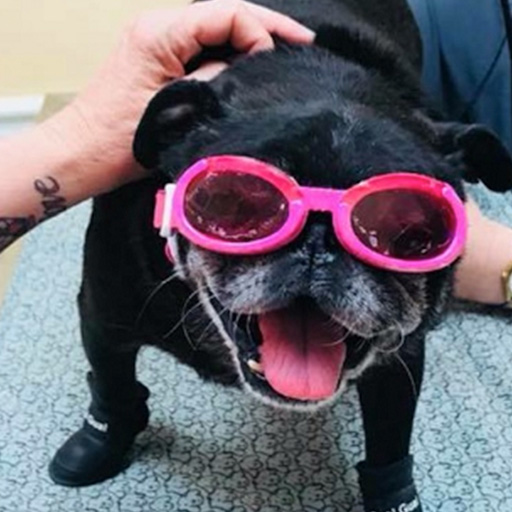Pet surgery icon