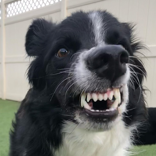 Pet dental care icon