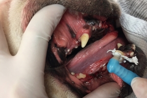 Teeth polishing