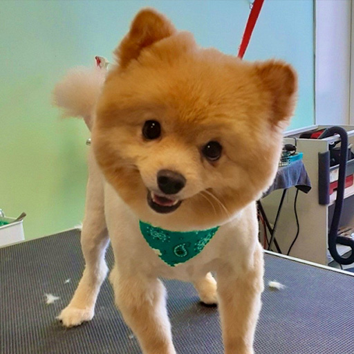 pet grooming icon