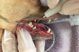 A Happy dog with its mouth open