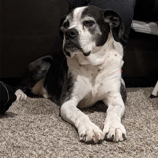 Bulldog icon