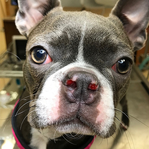 Pet surgery icon