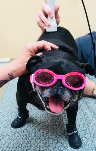 A Happy dog with its mouth open