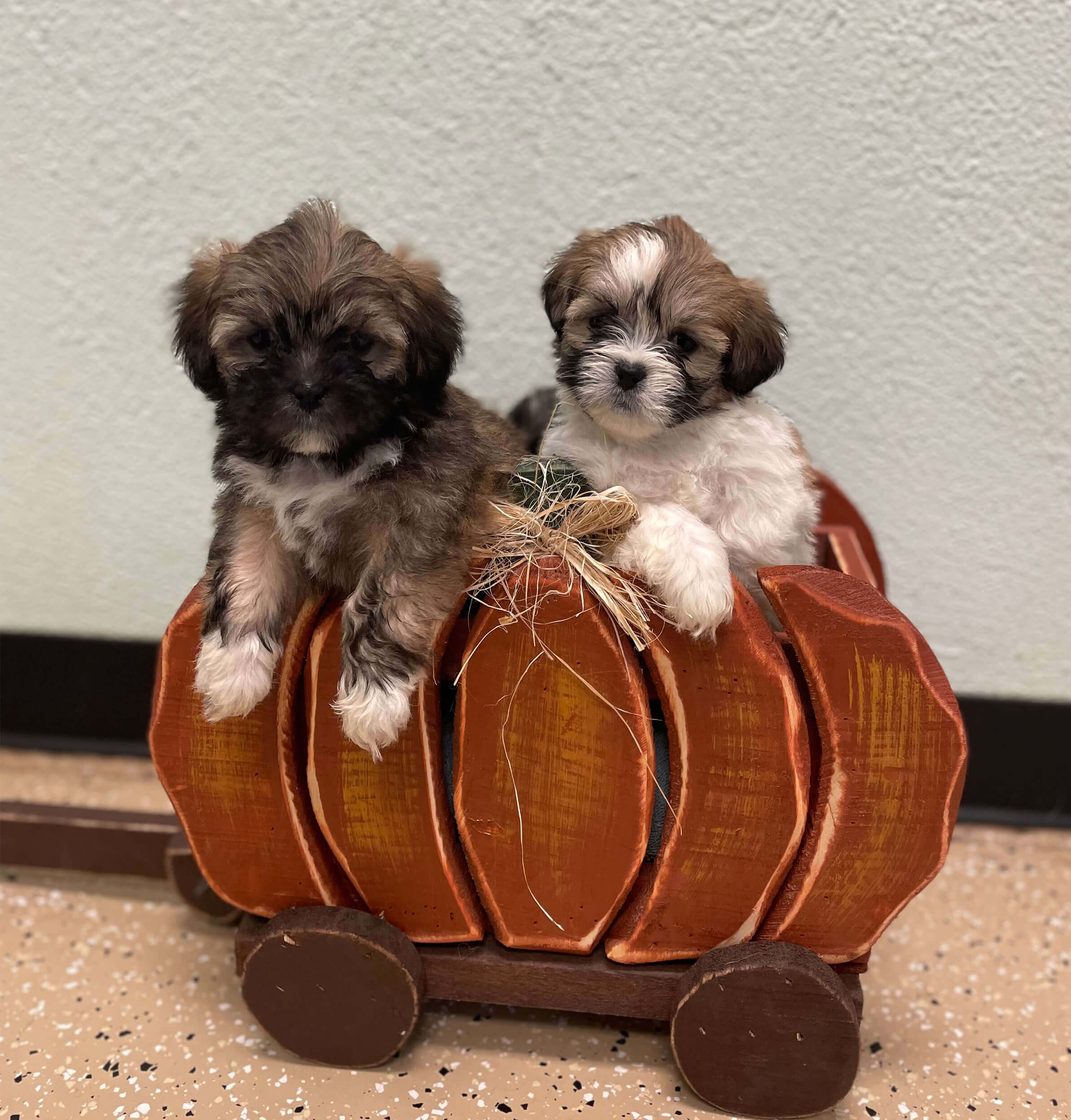 Two Cute Puppies