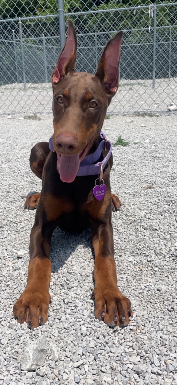 A Happy dog with its mouth open