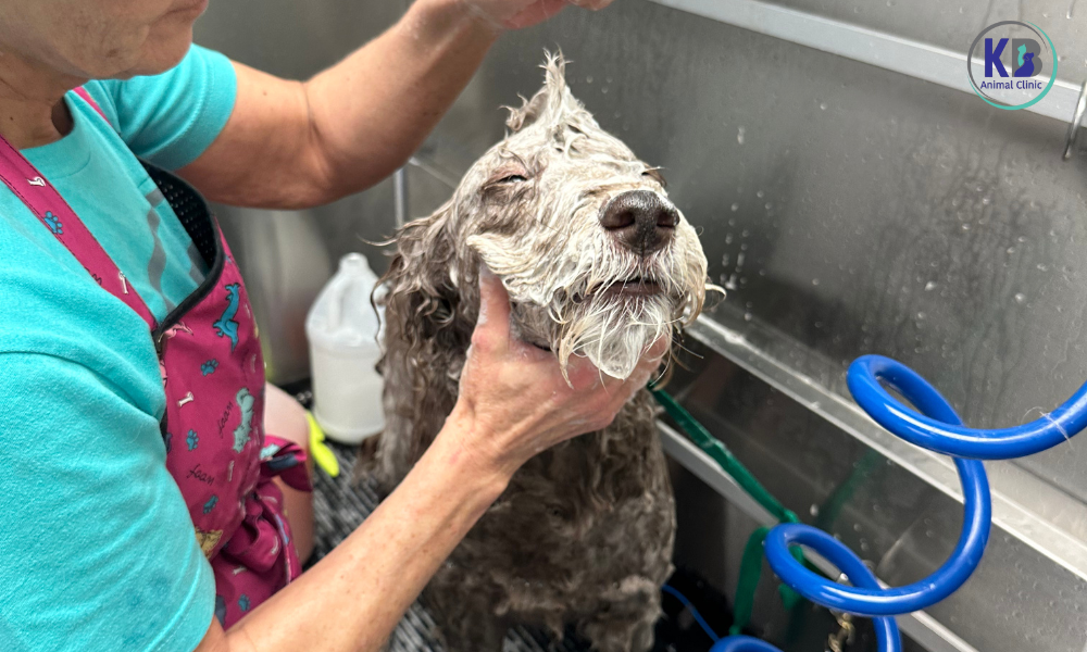 Pet Grooming